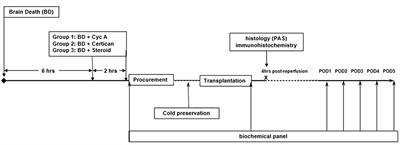 Oral Preconditioning of Donors After Brain Death With Calcineurin Inhibitors vs. Inhibitors of Mammalian Target for Rapamycin in Pig Kidney Transplantation